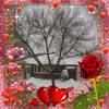 samina_shan